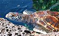 green-turtle_280309