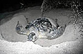 green_turtle_nesting_031107