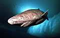 greenland_shark_270612