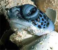 greenturtle_021005
