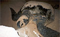 greenturtle_nesting_220707