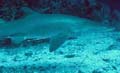 grey-nurse-shark_111105
