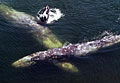 grey-whale_040712