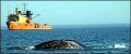 greywhale_15022005