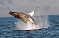 greywhale_210705