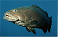 grouper_040905