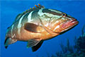 grouper_080711