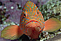grouper_210307