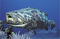 grouper_220808
