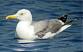 gull_170108