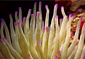 haiti-reef_240510