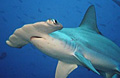 hammerhead_010705