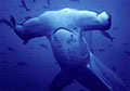hammerhead_020305