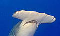 hammerhead_040308