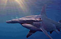 hammerhead_140313