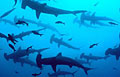 hammerheads_280907
