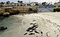 harbor-seals_210709
