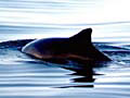 harbourPorpoise_24012005