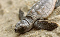 hatchling_151108