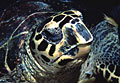 hawksbill_170904