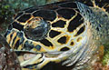 hawksbill_280108