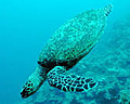 hawksbill_300307