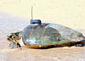 hawksbill_tegged_060611