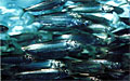 herring_210308
