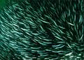 herrings_270309