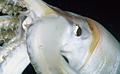 humbolt-squid_170709