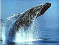 humpback_080903