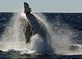 humpback_200309