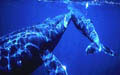 humpback_260603