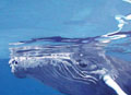 humpback_260805