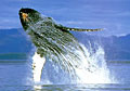 humpback_280805