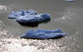 iceberg_230406