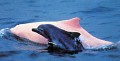 indo-Pacdolphin_04012005