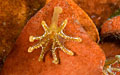 jelly_010413
