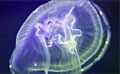 jelly_021010