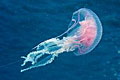 jelly_250611