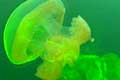 jelly_300709