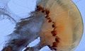 jellyfish_020308