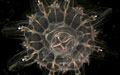 jellyfish_030209