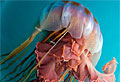 jellyfish_120708