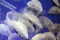 jellyfish_171111