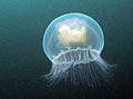 jellyfish_230711