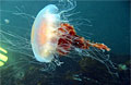 jellyfish_270707