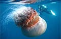 jellyfish_301109