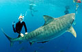 julie-tiger_250210