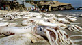 jumbo-squid_120307